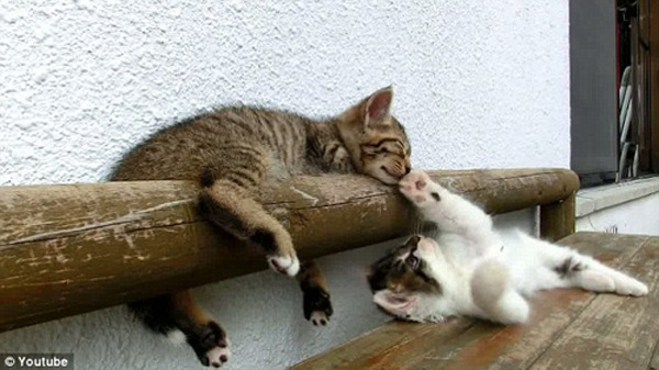 xingkong体育官网登录