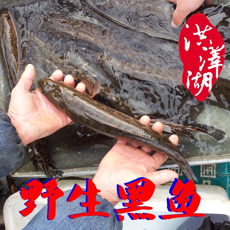 【xingkong.com】欧盟猪价:季节性暂时疲软(图3) xingkong体育官网登录