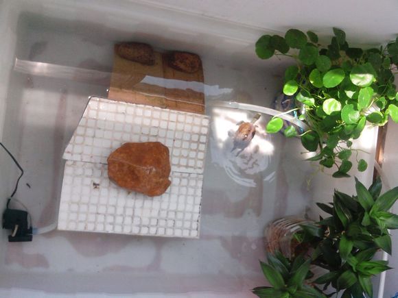 xingkong.com-剿灭劣Ⅴ类水 宝华洲社区人大代表在行动(图1)